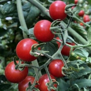 Tomato - Cherry, Red - Peacevine
