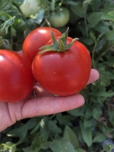 Tomato - Determinate, Red - Urbikany