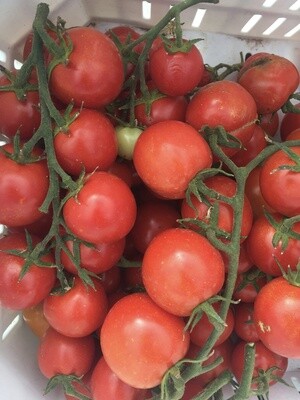 Tomato - Pizzutello Di Paceco (Paste)