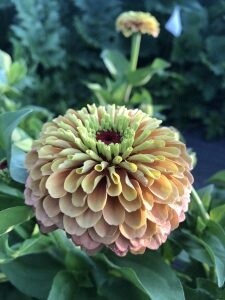 Zinnia - Queen Lime with Blush