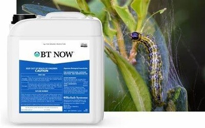 BT NOW (1 gallon)