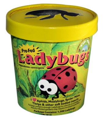 Ladybug 750-count cup