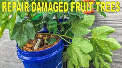 Tree Repair Paste - 1/2 pound jar