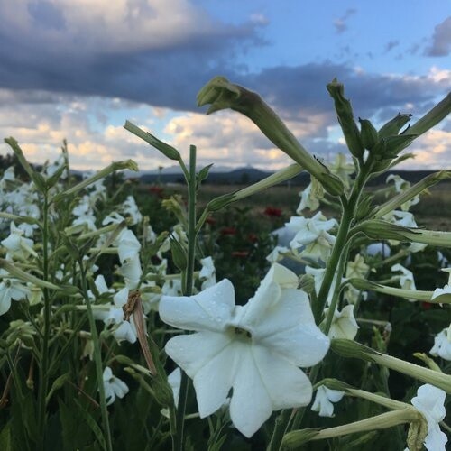 Flower - Tobacco, Jasmine Scented Nicotiana