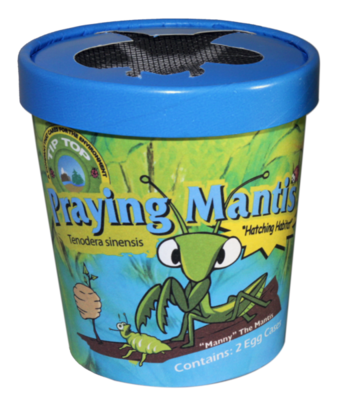 Praying Mantis (2 egg cases)