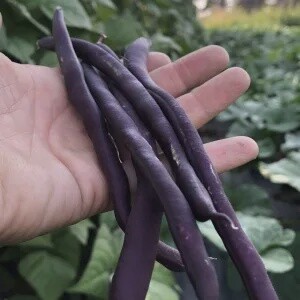 Bean - Trionfo Violetto (Snap, Pole)