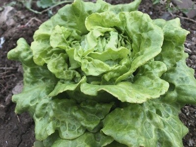 Lettuce, Butterhead - Tom Thumb