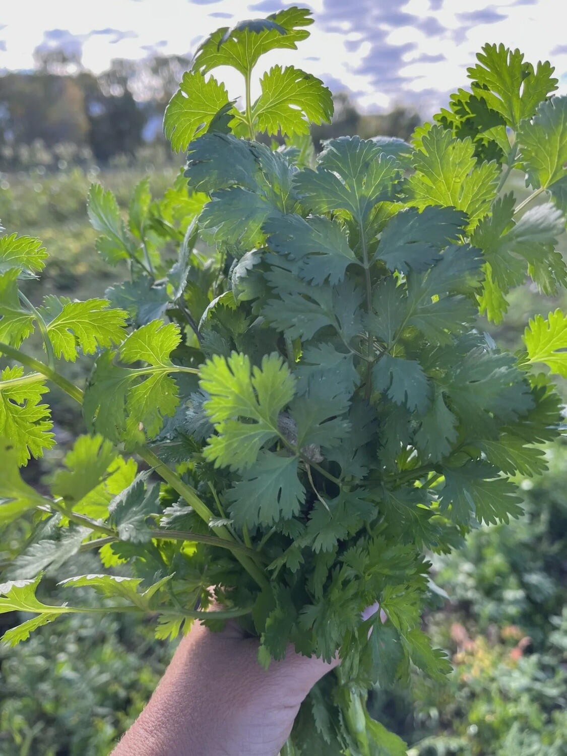 Herb - Hacor Cilantro