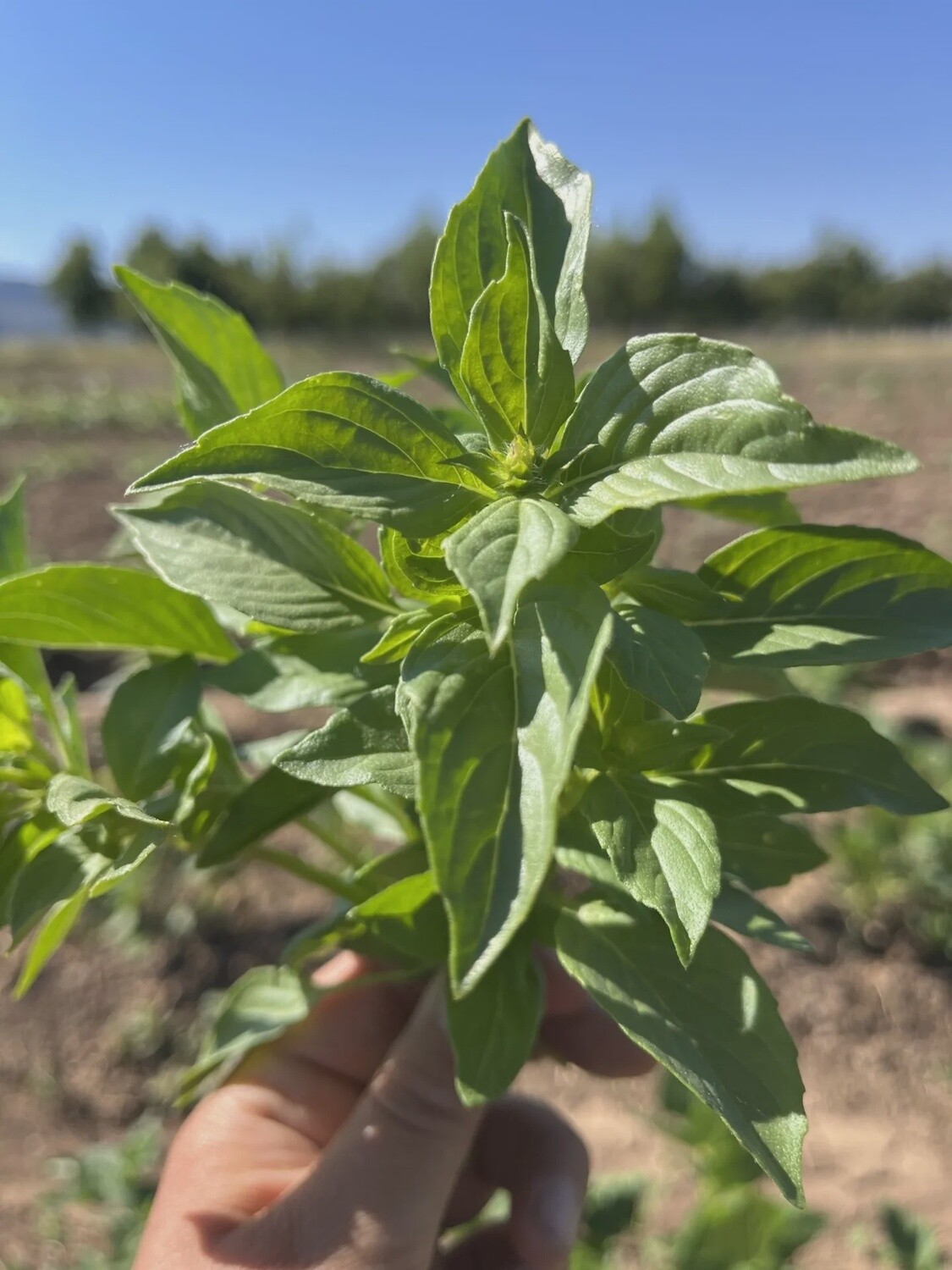 Herb - Mrs. Burn&#39;s Lemon Basil