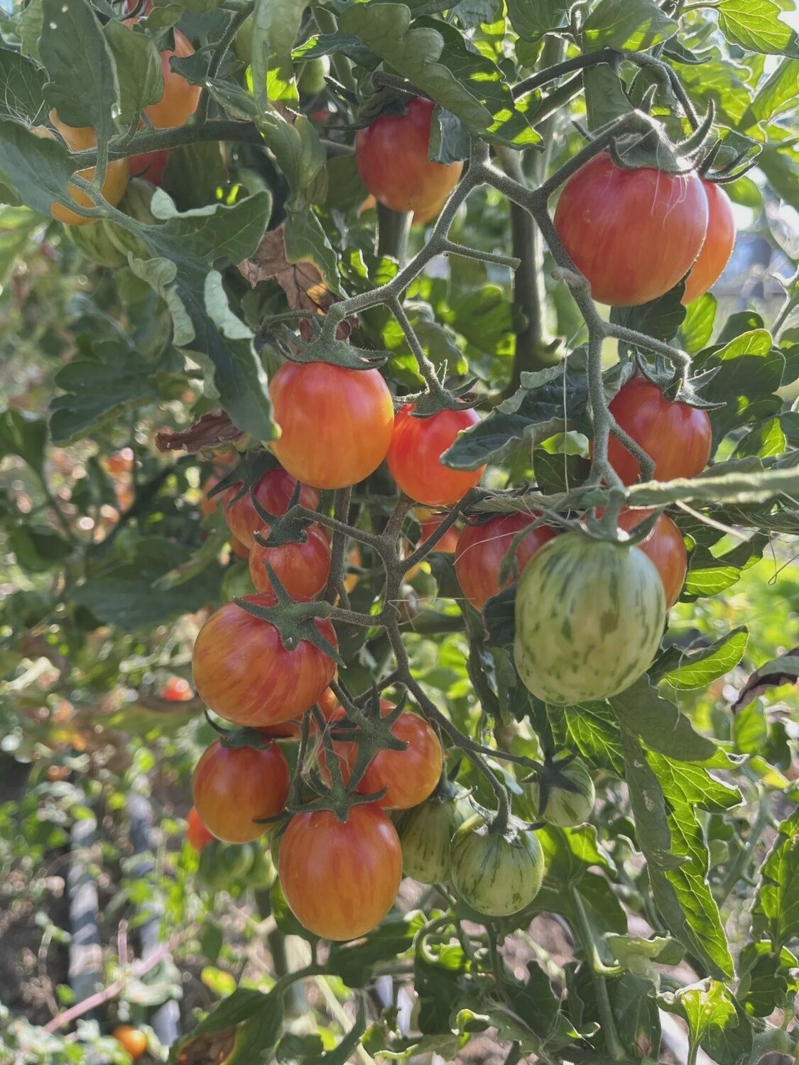Tomato - Sunrise Bumblebee Cherry tomato