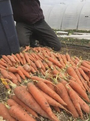 Carrot, Orange - Milan Nantes