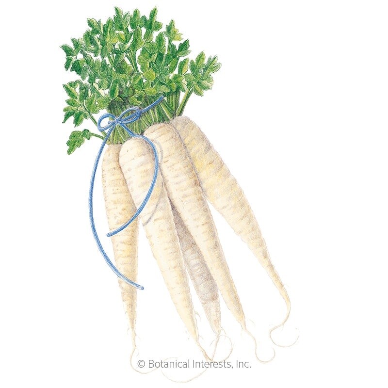 Parsnip All American