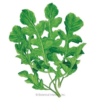 Arugula Rocket Organic