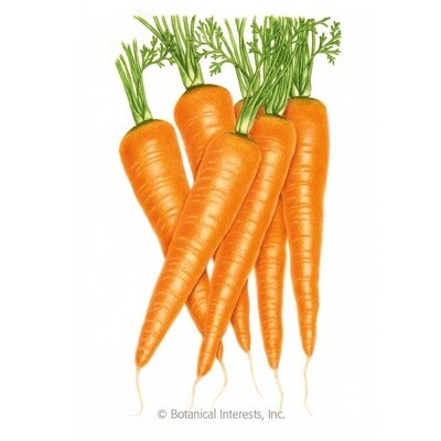 Carrot Danvers Organic Heirloom Large