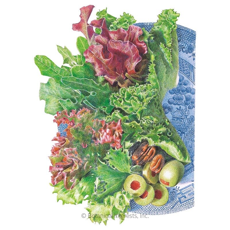 Lettuce Mesclun Farmer&#39;s Market Blend