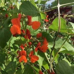 Bean -Dry, Pole - Scarlet Runner