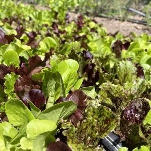 Lettuce - Luscious Crunch (Salad Mix)