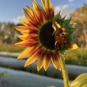 Flower - Raspberry Lemonade Sunflower