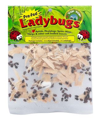 Ladybug 750-count
