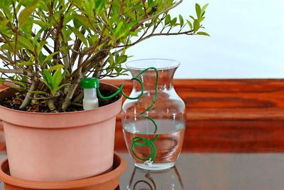 Bosmere Houseplant Water Drink Spike
