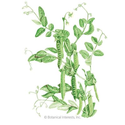 Pea Shelling Green Arrow