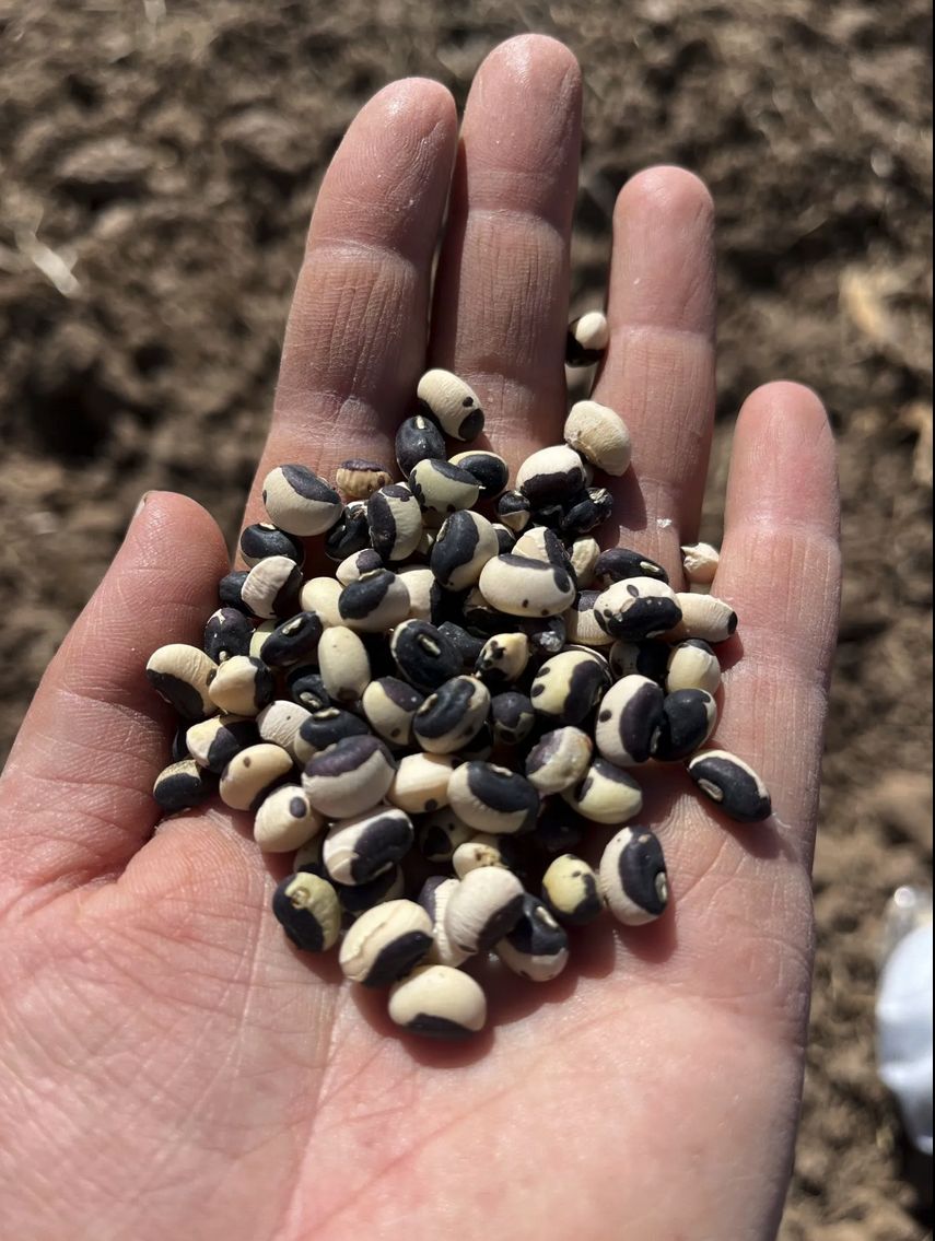 Bean - Tohono O&#39;odham (Cowpea)