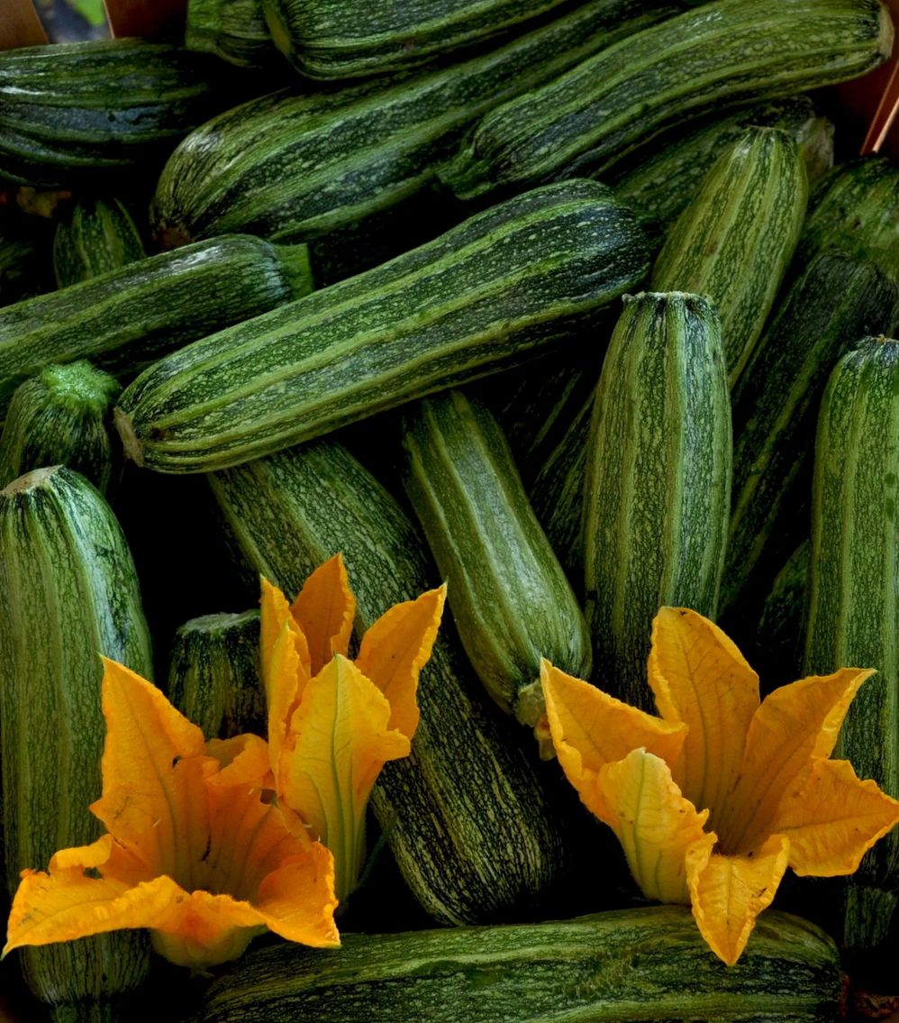Squash - Costata Romanesco (Summer)