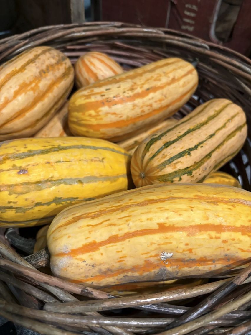 Squash - Honeyboat (Winter)