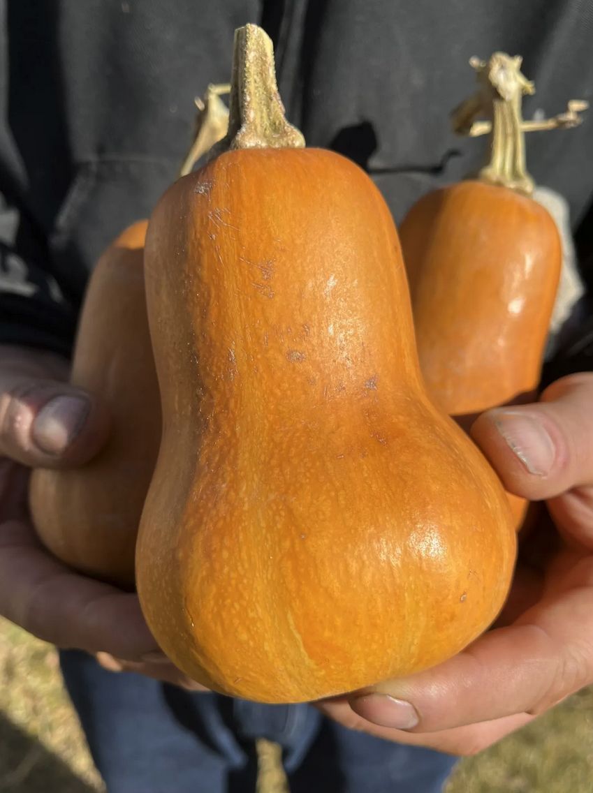 Squash -  Honeynut (Winter)