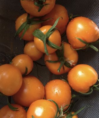 Tomato - Glory of Moldova (Saladette)