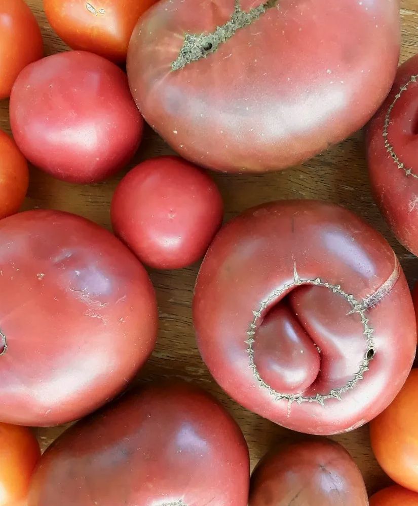 Tomato - Black Krim (Indeterminate)