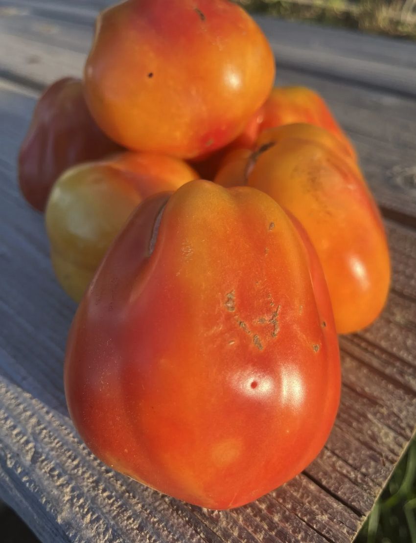 Tomato - Polish Pastel (Paste, Slicer)