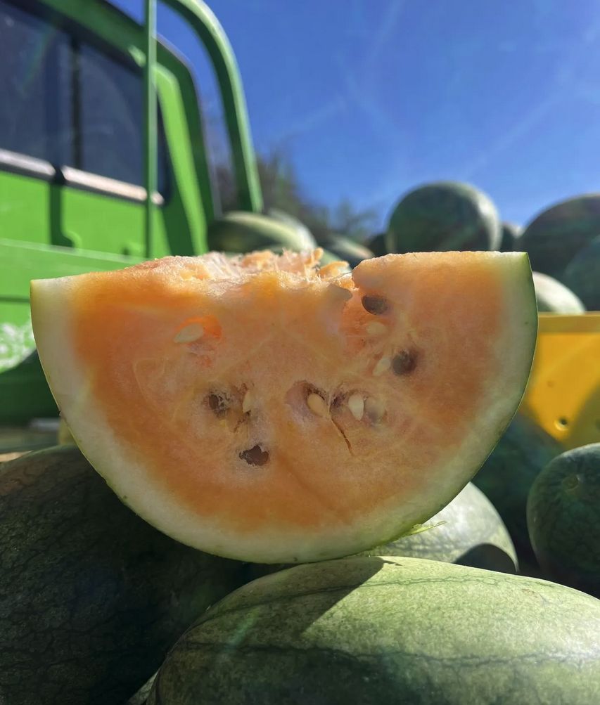 Watermelon - Sweet Siberian