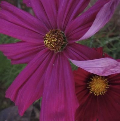 Cosmos - Family Garden