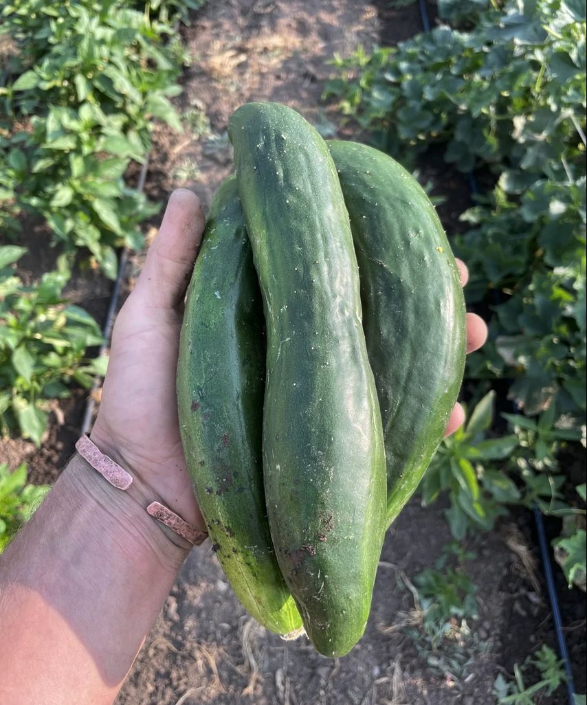 Cucumber - Shintokiwa (Japanese)