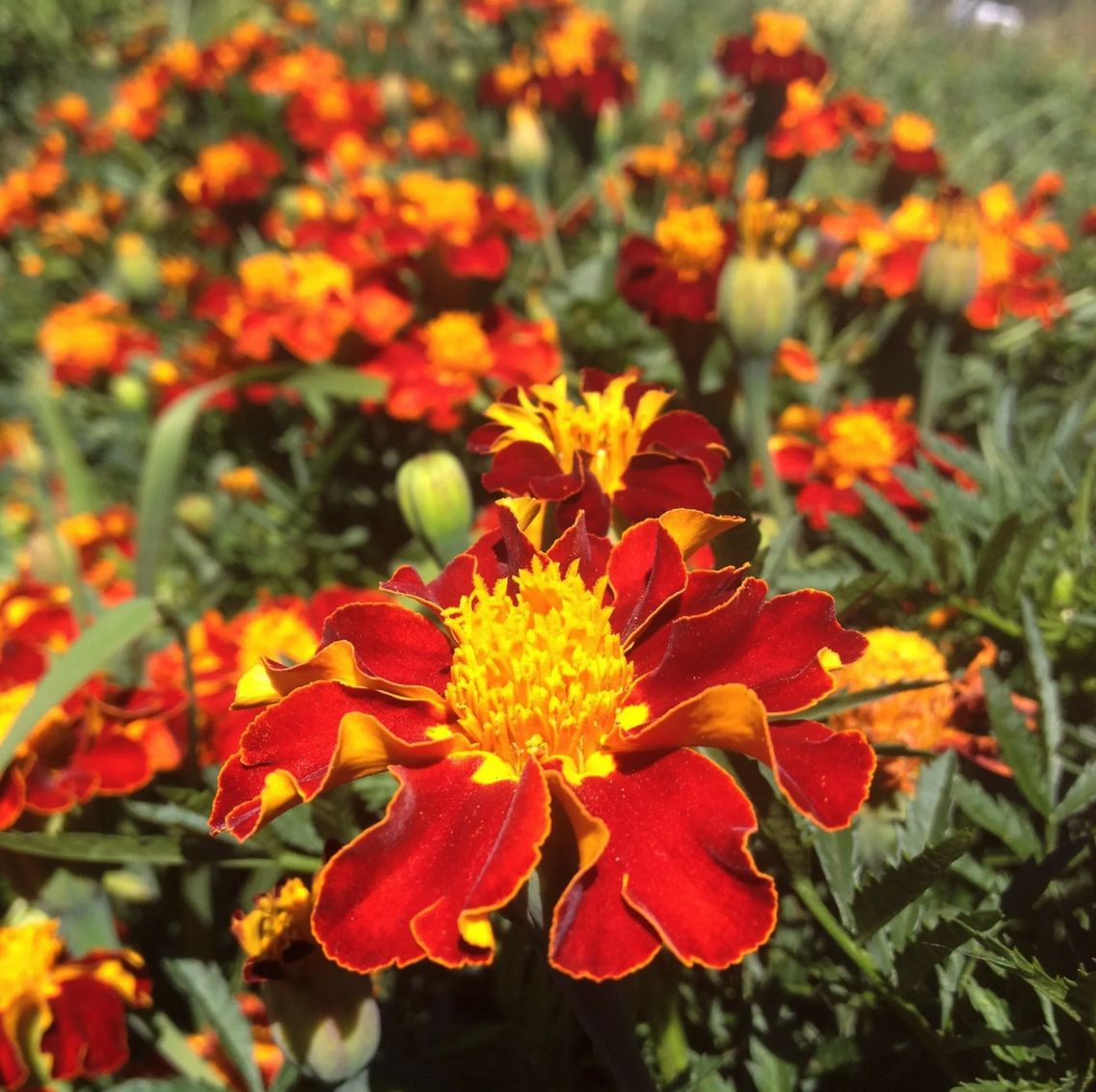 Marigold - Tashkent