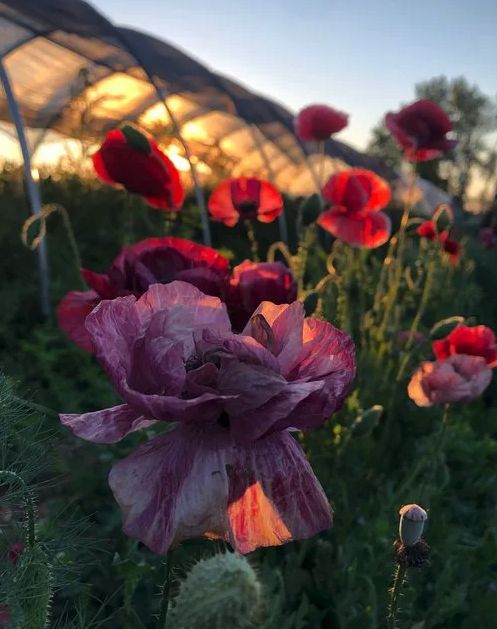 Poppy - Pandora