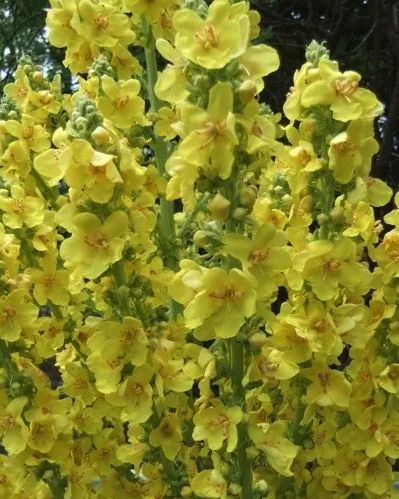 Herb - Greek Mullein