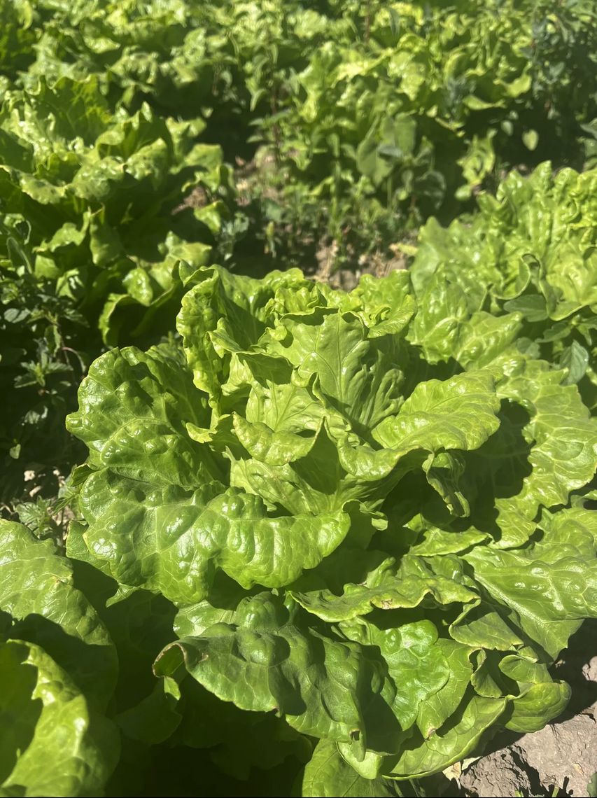 Lettuce - Ariana (Batavian)