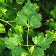Herb - Dark Italian (Parsley)