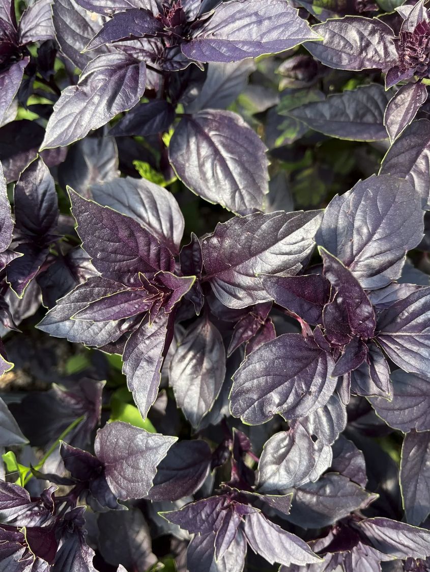 Herb - Red Genovese (Basil)