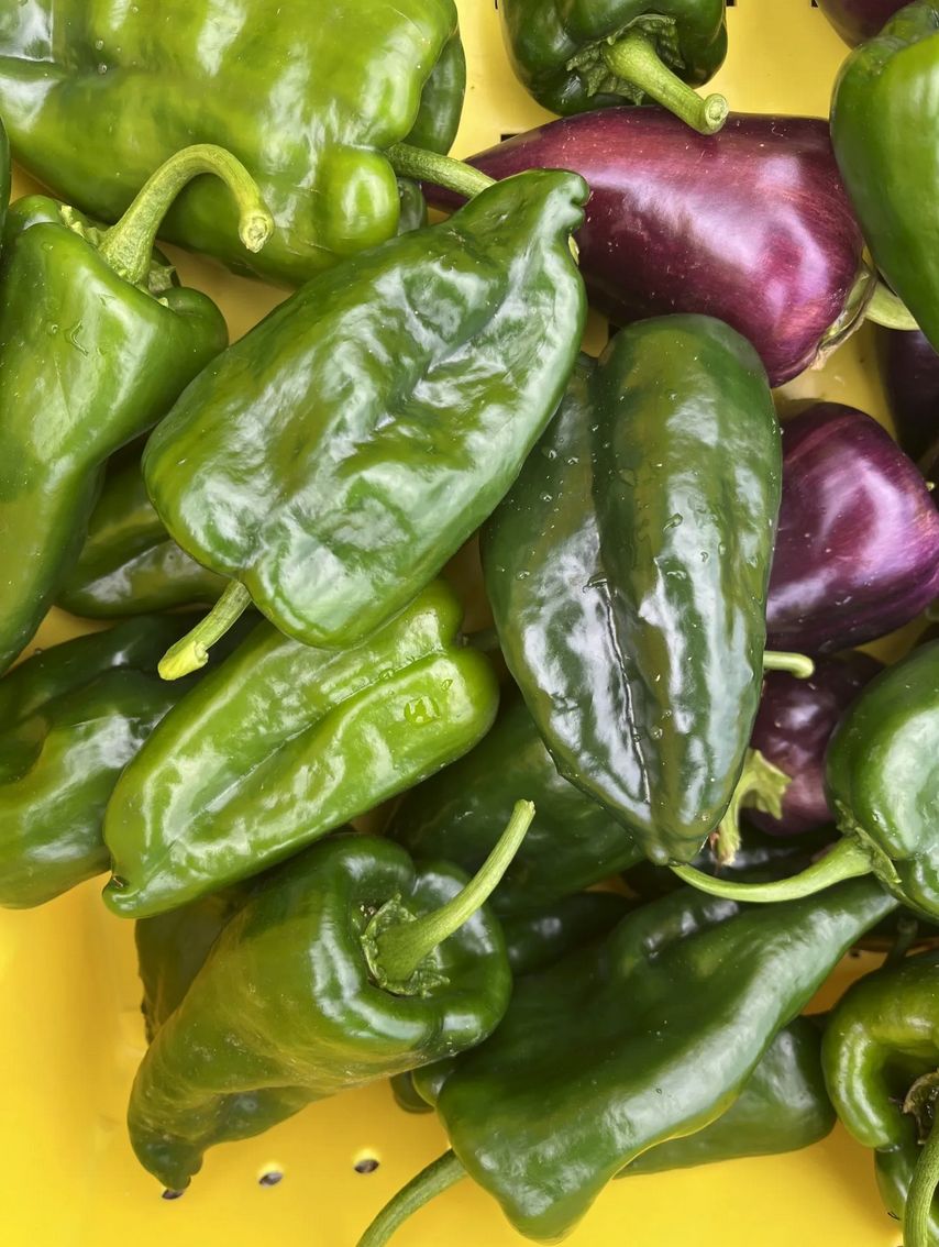 Pepper - Poblano (Hot)