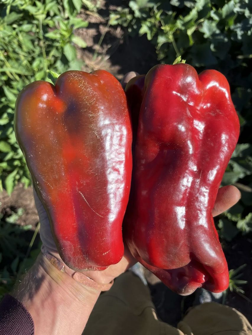 Pepper - King of the North (Sweet)