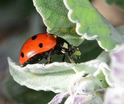 Ladybug 750-count