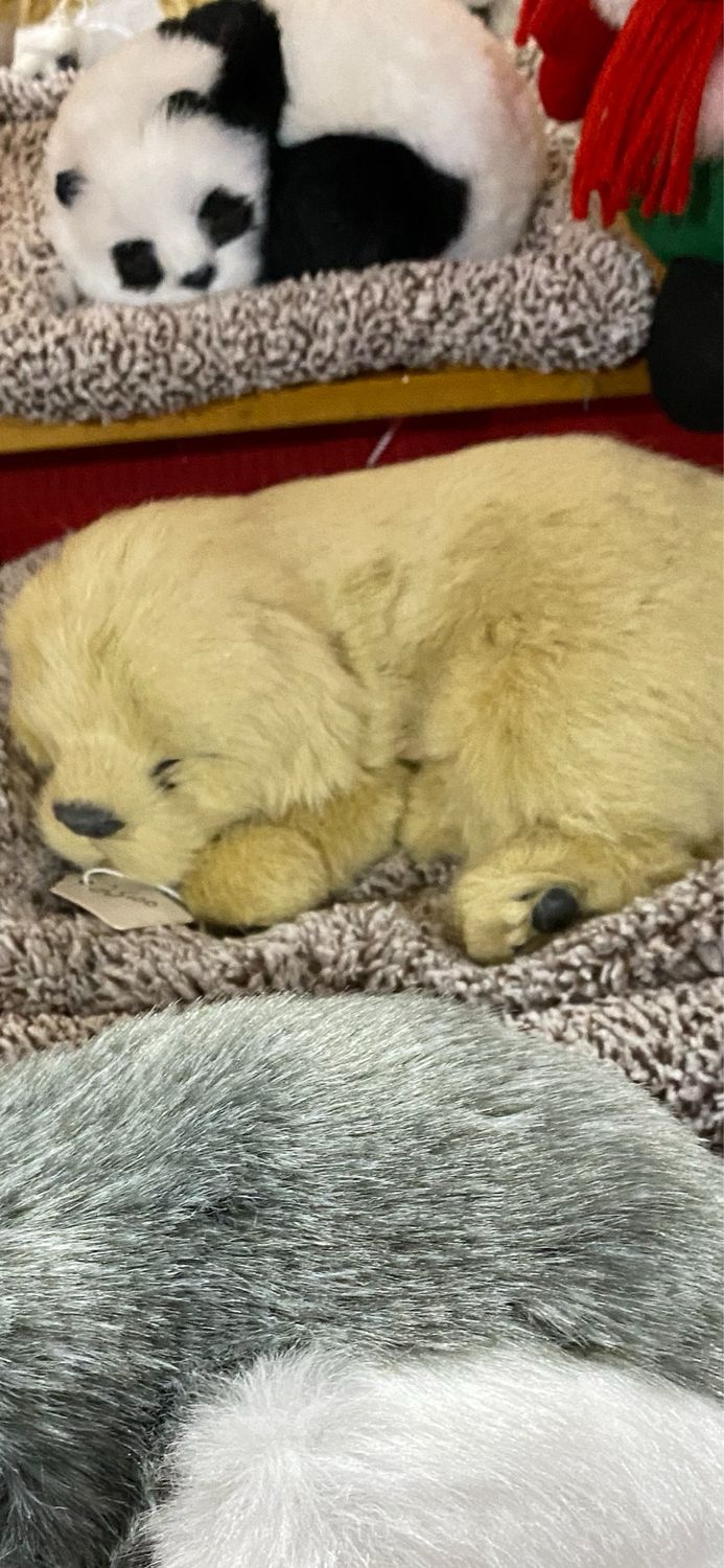 Fur Golden Sleeping On Pillow