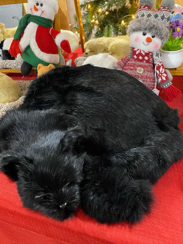 Sleeping Black Furry Cat