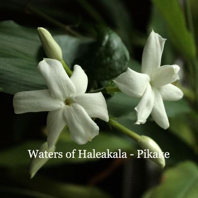 Waters of Haleakala - Pikake
