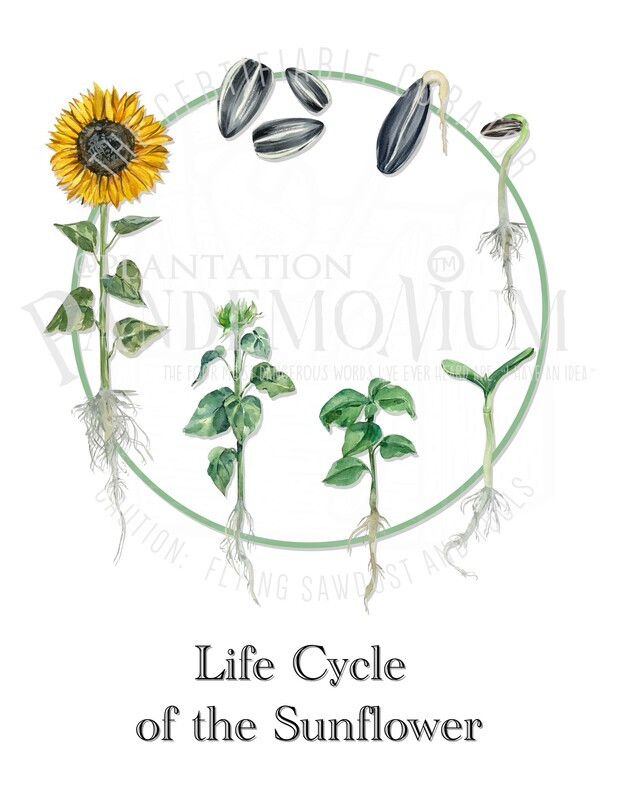 Life Cycle of the Sunflower High Resolution Download