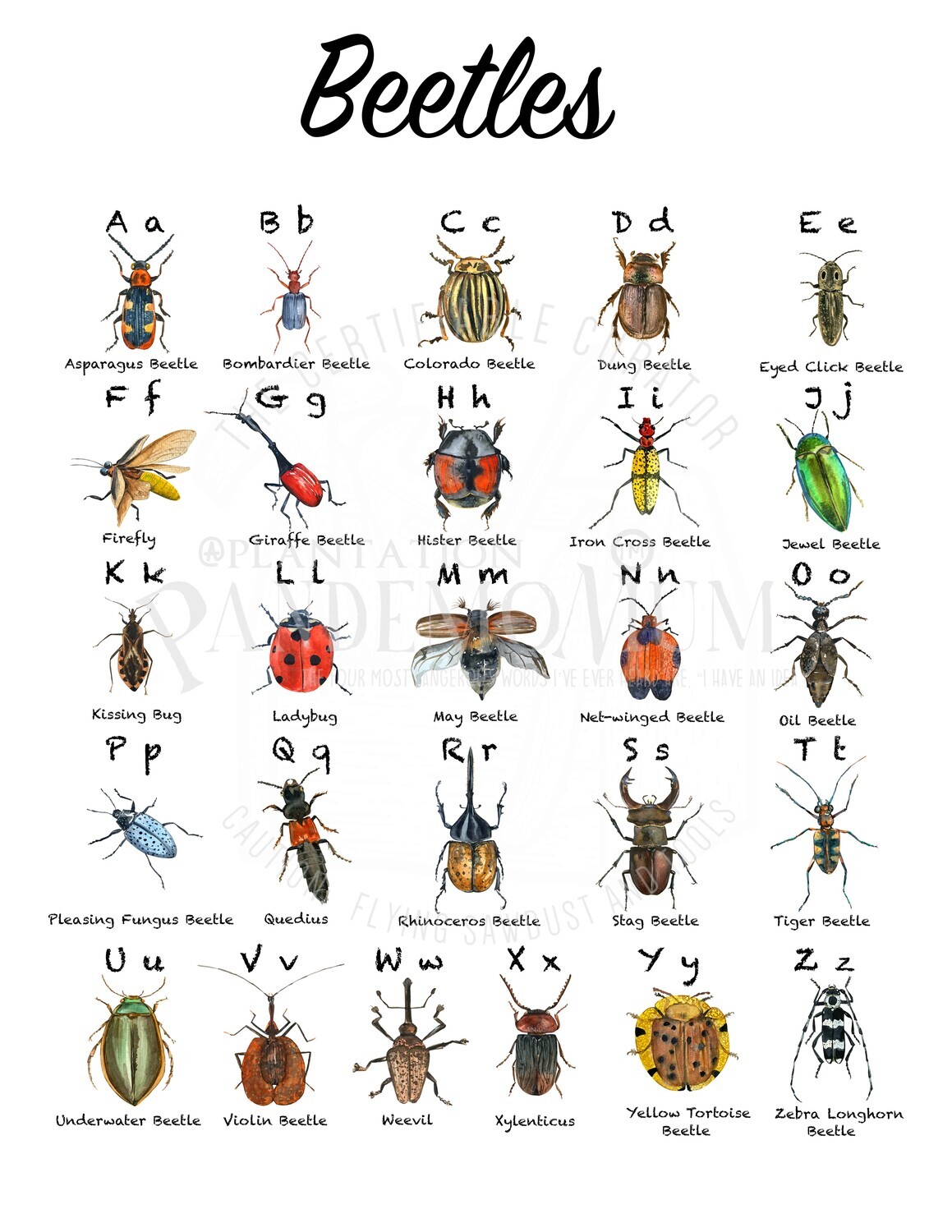 Beetle Alphabet Poster