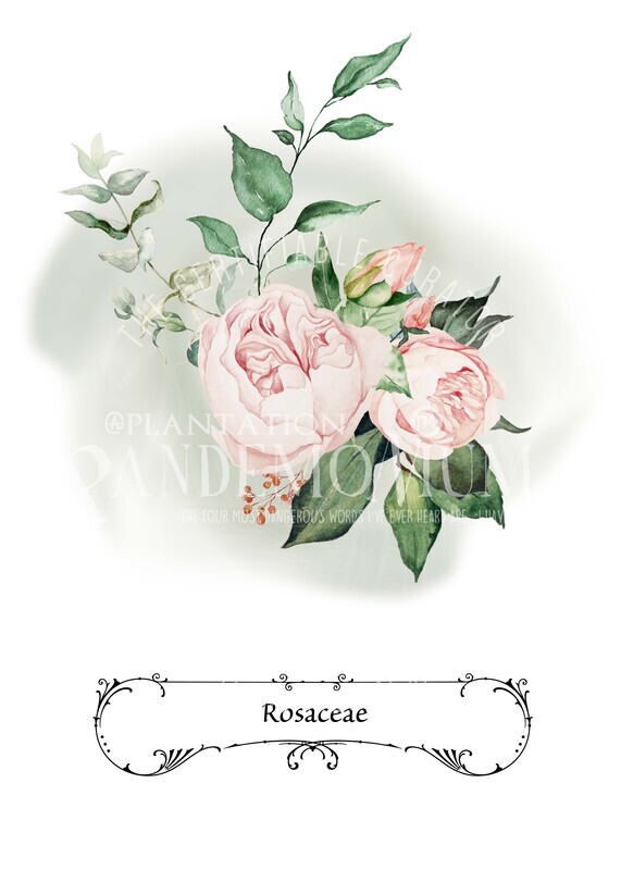 Rose Botanical Print Download